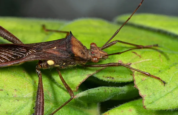Assassin Bug Yeşil Yaprak Makro Fotoğraf