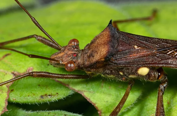 Makró fotó Assassin bug Green Leaf — Stock Fotó