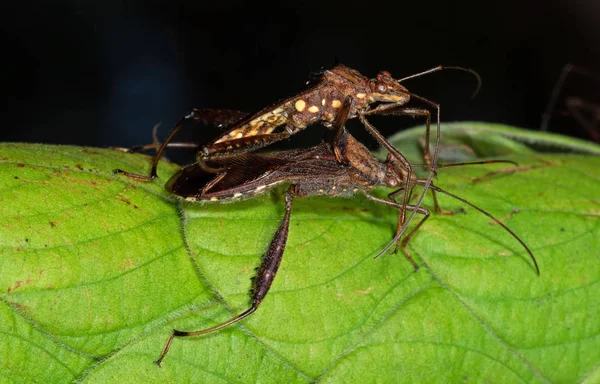 Макро-фото двух жуков-убийц, спаривающихся на зелёном листе — стоковое фото