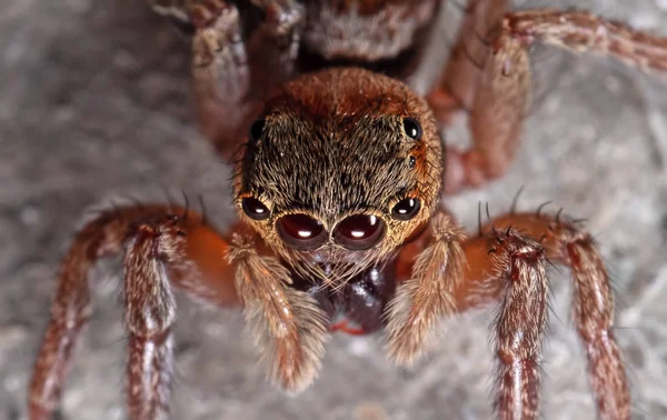 Macro Foto de Saltar Araña Aislada en la Pared — Foto de Stock