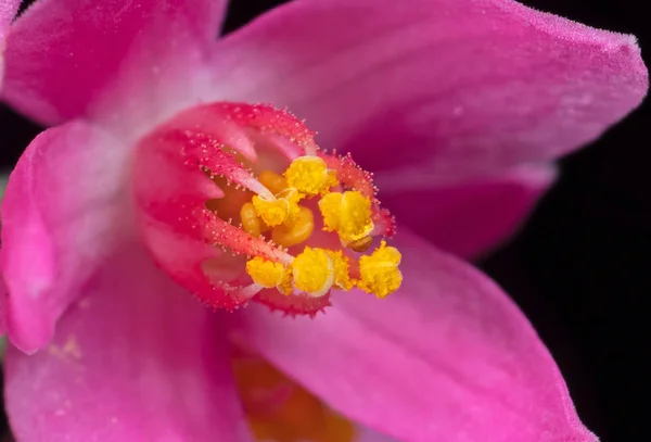 粉红色花的宏照片与黄色花粉隔离在黑色 — 图库照片