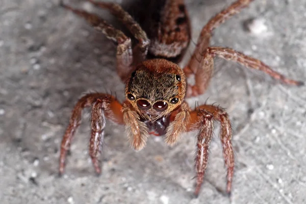 Makro foto av Hoppande spindel isolerad på väggen — Stockfoto