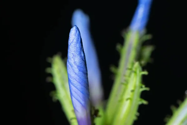 Close up Bud Flower of Cape Leadwort Isolated on Black Backgroun — Stock Photo, Image