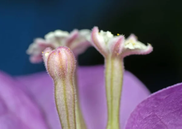 Macro Photo of Bougainvillea Flower Isolated on Background, Sele — Stock Photo, Image