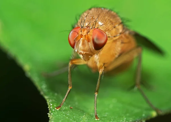 Macro foto da pequena mosca laranja na folha verde — Fotografia de Stock