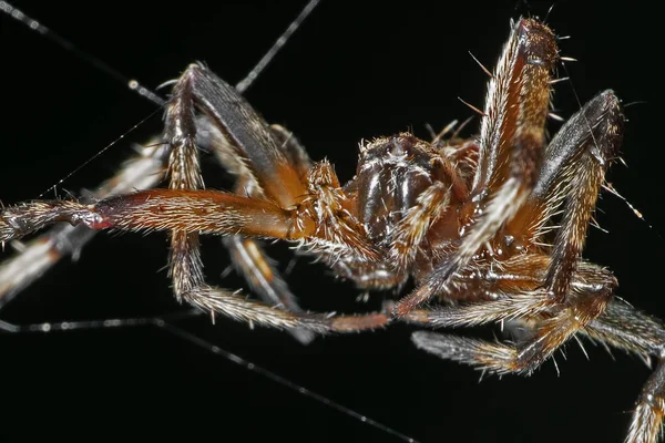 Makró fotó a pókok vannak az interneten izolált fekete Backgrou — Stock Fotó