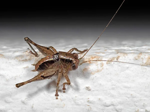 Macro Foto de Brown Cricket Insecto en el suelo blanco —  Fotos de Stock