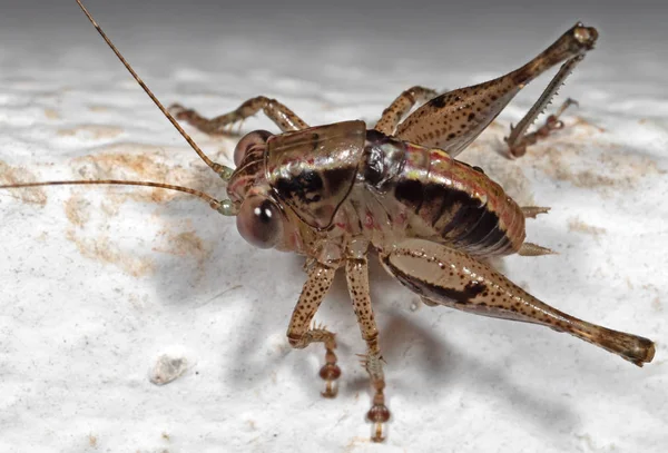 白い床のブラウンクリケット昆虫のマクロ写真 — ストック写真