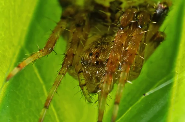 Makro fotografie pavouka na zeleném listu — Stock fotografie