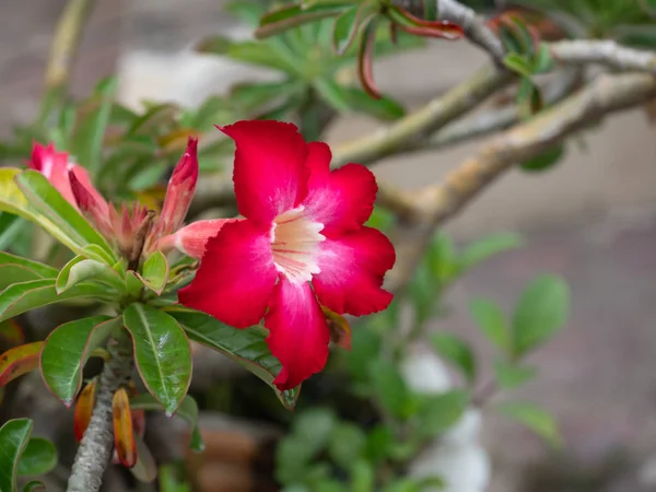 Cerrar Flor de Plumeria con Hojas Verdes Aisladas en Fondo —  Fotos de Stock