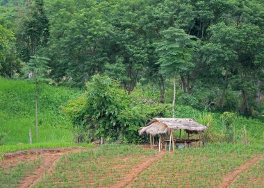 Çatıda kuru palmiye yaprakları ile Bambu kulübe agr yakınında yer almaktadır