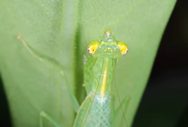 Макро фотографія голови молитися Mantis камуфляж на зеленому аркуші — стокове фото