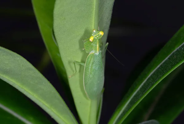 Молитва Mantis камуфляж на задній зелений лист — стокове фото