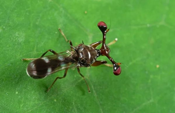 Macro foto van Stalk-eyed vliegen op groen blad — Stockfoto