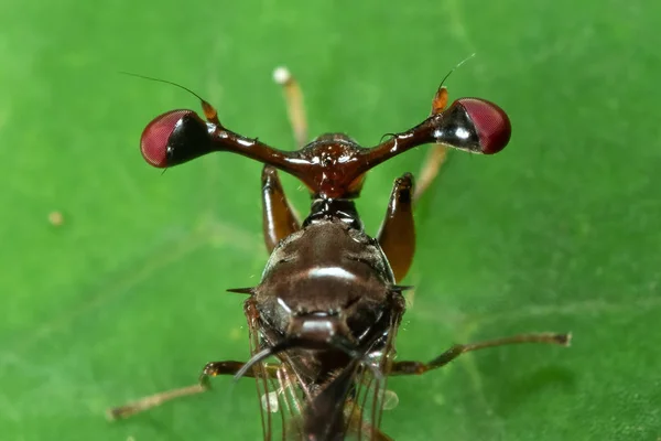 Makro foto av Stjälögd flyga på grönt blad — Stockfoto