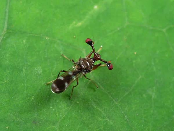 Makrofoto der Stielaugen-Fliege auf grünem Blatt — Stockfoto