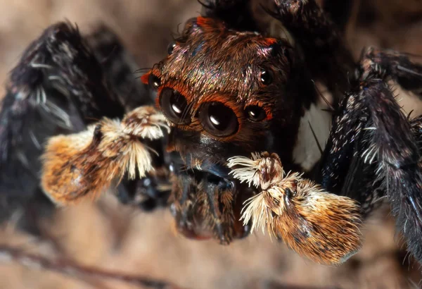 Макро-фото прыгающего паука, изолированного на земле — стоковое фото