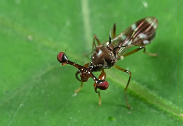 Macro Foto de Stalk-eyed fly on Green Leaf — Foto de Stock