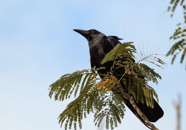 Gros plan Corneille à gros bec perchée sur une branche isolée dans le ciel — Photo