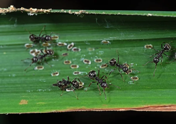 Macro Foto do Grupo de Formigas Jardim Preto com Escala de Insetos em — Fotografia de Stock