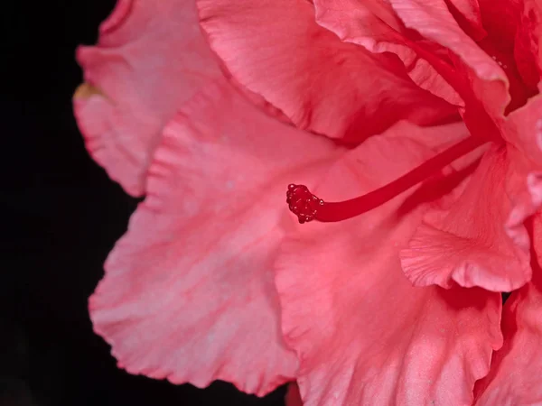Close up Stigma of Pink Azalea Flower Isolated on Black Backgrou — Stock Photo, Image