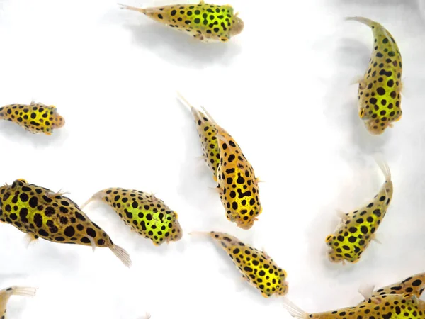 Nahaufnahme Gruppe grün gefleckter Kugelfische isoliert auf weißem Ba — Stockfoto