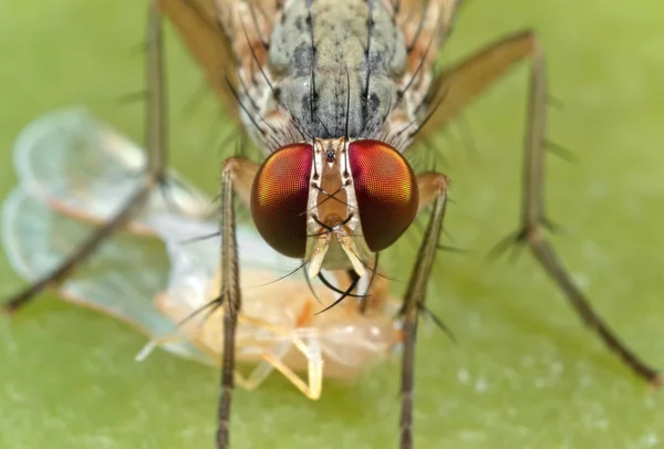 Macro foto de mosca doméstica com presa na folha verde — Fotografia de Stock
