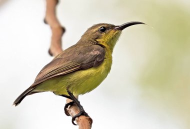 Arkadan İzole Edilen Dalda Tünemiş Zeytin Destekli Sunbird'e Yakınla