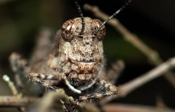 Macro Photo de Camouflage Sauterelle Brune sur Brindille — Photo