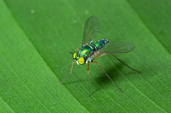 Makro fotoğrafı haydut Fly yeşil yaprak üzerinde — Stok fotoğraf