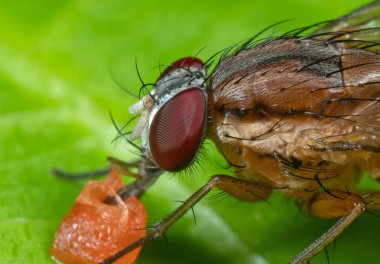 Housefly makro fotoğraf yeşil yaprak meyve emme