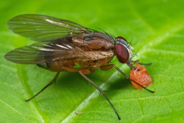 Housefly makro fotoğraf yeşil yaprak meyve emme