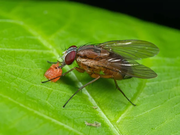 Macro foto van Housefly is zuigen fruit op groen blad — Stockfoto