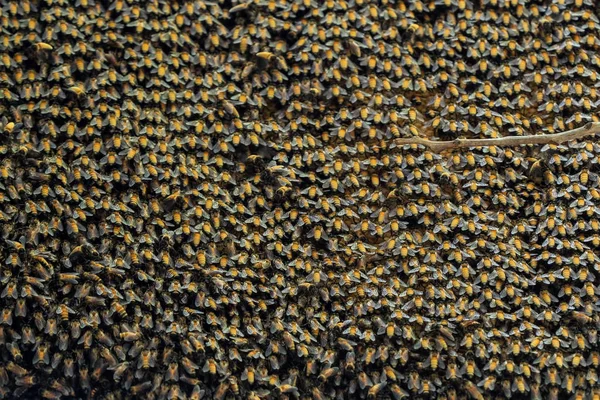 Feche a Colmeia Enorme de Abelhas Gigantes em um Ramo — Fotografia de Stock