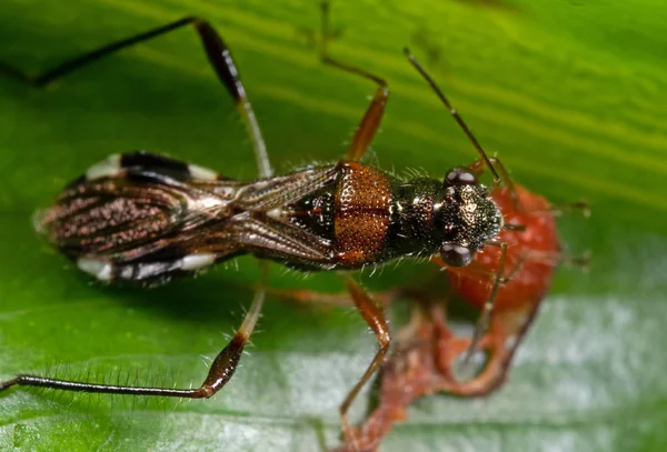 Makró fotó Assassin bug szopogatásra gyümölcs zöld Leaf — Stock Fotó