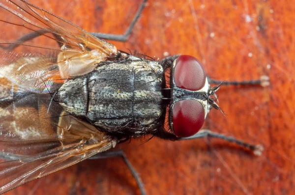 Macro foto da mosca doméstica no assoalho de madeira — Fotografia de Stock