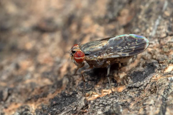 Makro zdjęcie Baby housefly na drzewo kora — Zdjęcie stockowe