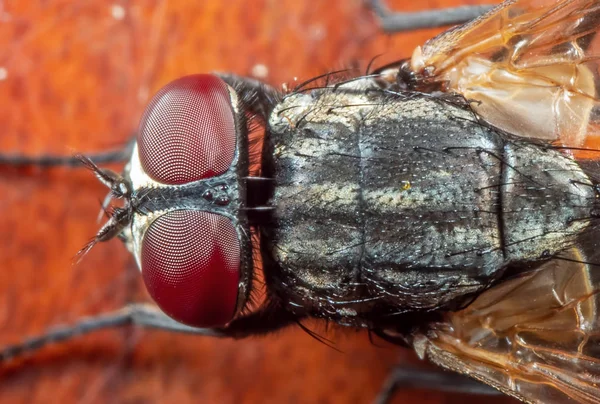 Macro foto da mosca doméstica no assoalho de madeira — Fotografia de Stock