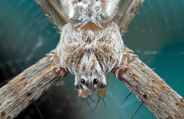 Web İzole Üzerinde St Andrew's Cross Spider Başkanı Makro Fotoğraf 