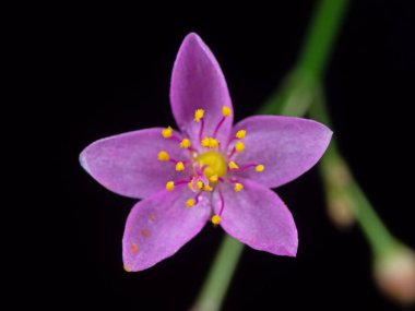 Sarı Polen İzole Minik Mor Çiçek Makro Fotoğraf