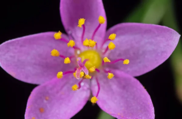 Macro foto de flor roxa minúscula com pólen amarelo isolado em — Fotografia de Stock