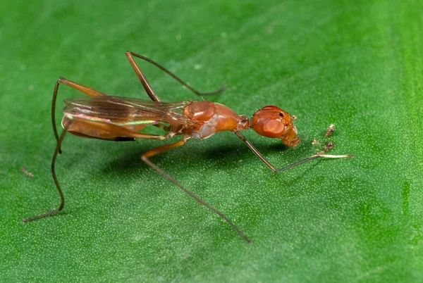 Macro foto van Oranje stilt-Legged Fly op groene blad — Stockfoto