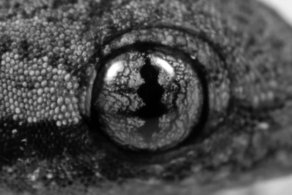 Makró fotó Eye of mediterrán ház Gecko, fekete-fehér — Stock Fotó