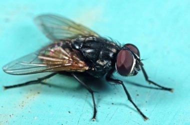 Açık Mavi Zemin üzerinde Housefly Makro Fotoğraf