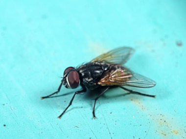 Açık Mavi Zemin üzerinde Housefly Makro Fotoğraf