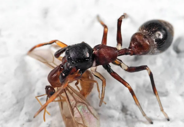 Beyaz Flo Üzerinde Karınca-Mimik Atlama Örümcek Yeme Prey Makro Fotoğraf — Stok fotoğraf