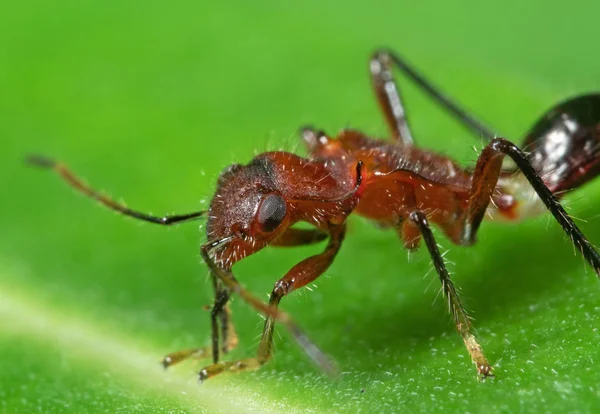 Macro Foto de Bug Assassino na Folha Verde — Fotografia de Stock