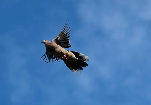 Close up Spotted Dove Flying in The Air Isolated on Blue Sky — Stock Photo, Image