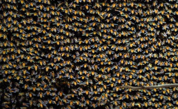 Fechar Colmeia enorme de abelhas gigantes em um ramo, seletivo — Fotografia de Stock