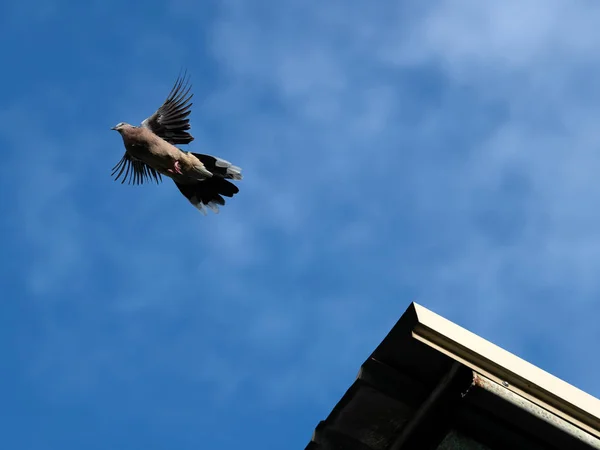 Close up Spotted Dove Soaring From The Roof Isolated on Blue Sky — Stock Photo, Image